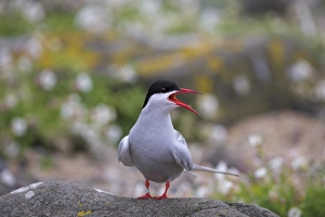 British Wildlife And Nature Impressions: Arctic tern
