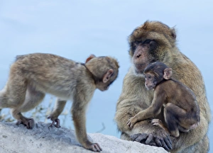 Cute Monkey Photos Impressions: Barbary macaques (Macaca sylvanus) interaction, Gibraltar, Europe