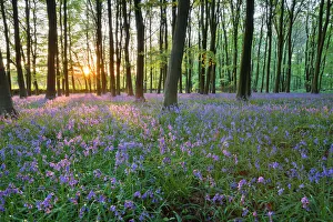 Royaume-Uni Impressions: Bois de bleugethe à Saint-Ouen-sur-Montdore en Côte d'Ardenne dans le Gloucestershire au Royaume-Uni