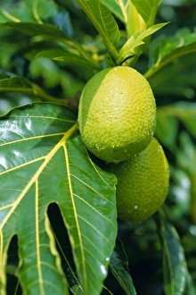 Breadfruit Tree Impressions: Breadfruit