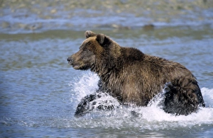Colorful Animal Pictures Impressions: Brown Bear