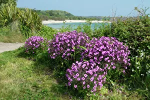 Impressions de Les îles de Scilly, Bryher, Royaume-Uni d'Europe : Featured Photograph
