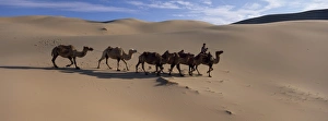 Central Asia Desert Landscapes Impressions: Camel train