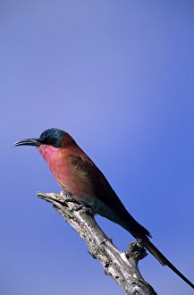 Images datées du 8 janvier 2000: Aigle de bee rouge