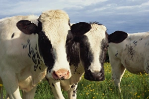 Outdoor Animal Images Impressions: Cattle