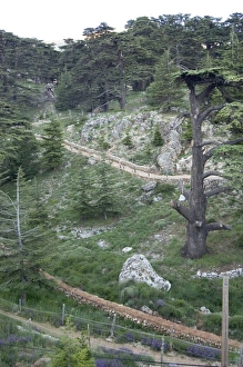 Cedars Of Lebanon Impressions: Cedars of Bcharre