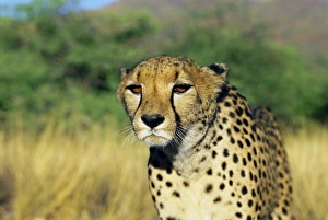 Namibie Impressions: Le chat sauvage du Namibie