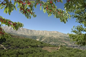 Middle East Heritage Sites Impressions: Cherry tree