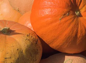 Orange Pumpkins Impressions: Close-up of pumpkins