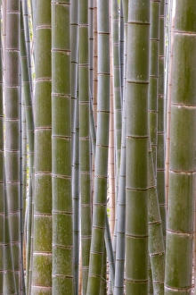 Honshu Island Scenery Impressions: Close-up of stems