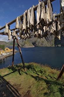 Scandinavian Village Life Impressions: Cod drying