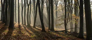 Fagus Sylvatica UK Impressions: Common beech (Fagus sylvatica) trees, morning sunlight, autumn colour, Kings Wood
