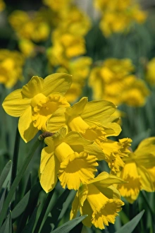 Garden Flower Photography Impressions: Daffodils