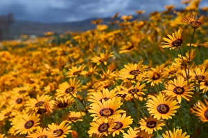 Outdoor Botany Images Impressions: Daisy (Dimorphotheca sinuata)