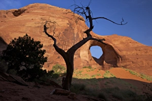 Monument Valley Photography Impressions: Dead juniper tree frames Ear of the Wind Arch