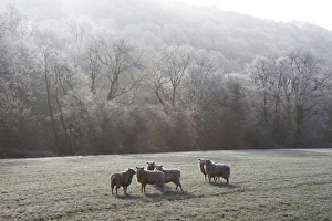 United Kingdom Natural World Impressions: Devon sheep, Exe Valley, Devon, England, United Kingdom, Europe