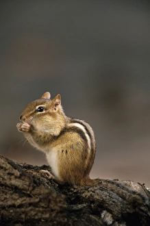 Eastern Chipmunk Impressions: Eastern Chipmunk, (Eutamia spp), Algonquin Provincial Park, Ontario, Canada