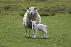 UK Countryside Scene Impressions: Ewe with lamb