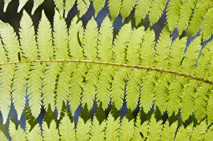 Nature Photography Tips Impressions: Ferns