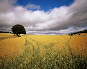 Scotland Outdoor Photography Impressions: Fields of cereals