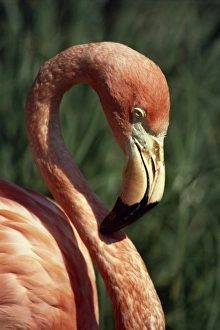 Flamingo Head Shot Impressions: Flamingo