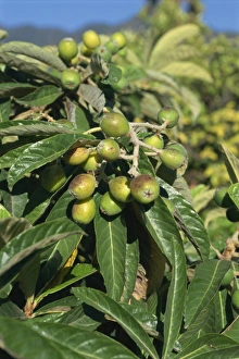 Morocco Nature Photography Impressions: Fruit on tree