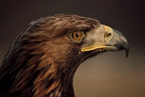 Colourful Scottish Landscapes Impressions: Golden eagle