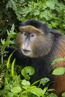 Virunga National Park Wildlife Impressions: Golden monkey (Cercopithecus kandti), Virunga National Park, Rwanda, Africa