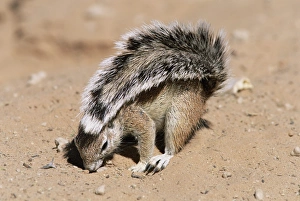 Ground Squirrel Impressions: Ground squirrel