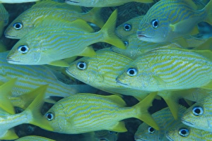Caribbean Nature Photography Impressions: Grunts often school in groups under ledges