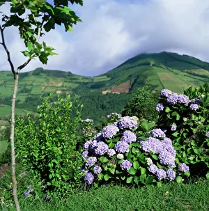 European Hydrangeas Impressions: Hydrangeas in bloom