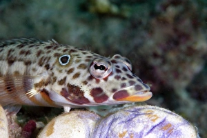Sulawesi Wildlife Impressions: Java sandperch (Parapercis xanthozona)