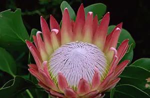 Impressions botaniques: Le roi de la protée (Protea cynaroides) au Jardin botanique Kirstenbosch à Cap-Vert