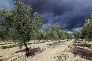 Spanish Countryside Views Impressions: Landscape of dramatic storm clouds over olive trees
