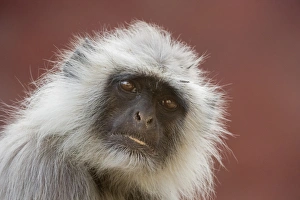 Rajasthan Wildlife Images Impressions: Langur monkey (Semnopithecus entellus), Rajasthan, India, Asia