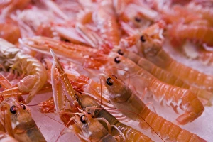 Food Photography Spain Impressions: Langustines