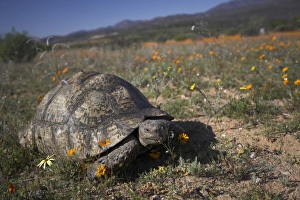 African Reptile Photography Impressions: Leopard (mountain) tortoise