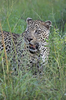 Images datées du 9 août 2008: Leopards (Panthera pardus)
