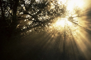 Europe Outdoor Landscapes Impressions: Light rays through trees