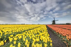 Tulip Field Photography Impressions: Multi-coloured fields of tulips at spring with windmill in the background, Schermerhorn