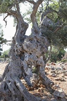 Olive Trees In Greece Impressions: Olive tree