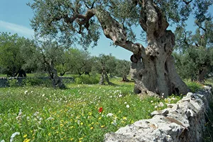 Olive Trees In Italy Impressions: Olive trees