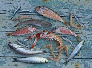 Mediterranean Seafood Impressions: Overhead view of a selection of fish