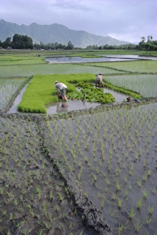 Rice Cultivation Techniques Impressions: Paddy Fields