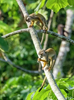 Squirrel Monkey Impressions: A pair of common squirrel monkeys