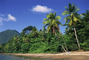 Central America Beach Vacation Impressions: Palm lined beach