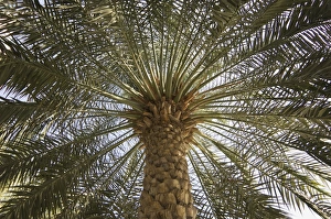 Palm Tree Silhouette Impressions: Palm tree