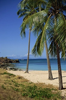 Central America Beach Vacation Impressions: Palm trees