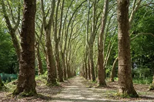 Images datées du 4 août 2025: Un chemin bordé d'une double rangée de platanes