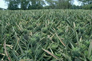 Lesser Antilles Islands Impressions: Pineapples